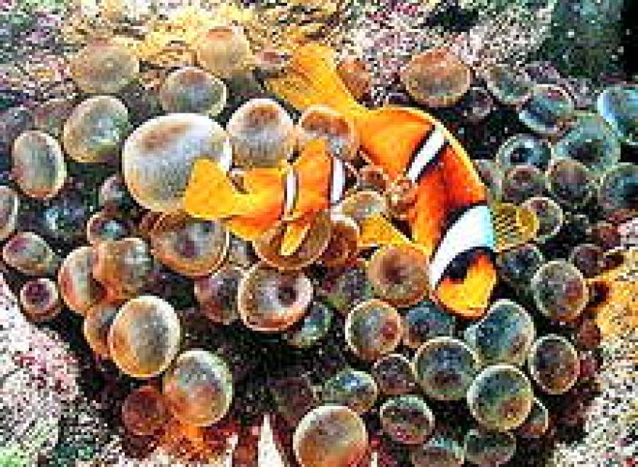 Красное море