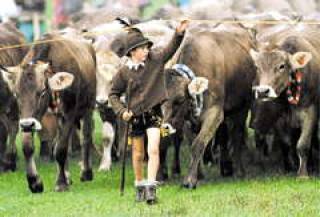 Бодался теленок с дубом.Молочники из провинции готовы к большой драке.