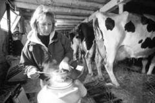 Молоко на продажу - только через доильный аппарат