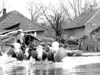 Тиса атакует