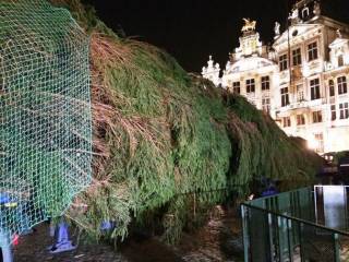 В Брюсселе установили главную рождественскую елку - подарок из Латвии (фото)