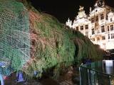 В Брюсселе установили главную рождественскую елку - подарок из Латвии (фото)