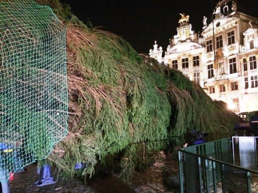 В Брюсселе установили главную рождественскую елку - подарок из Латвии (фото)