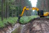 Реновация лесных мелиоративных систем – залог повышения качества древесины