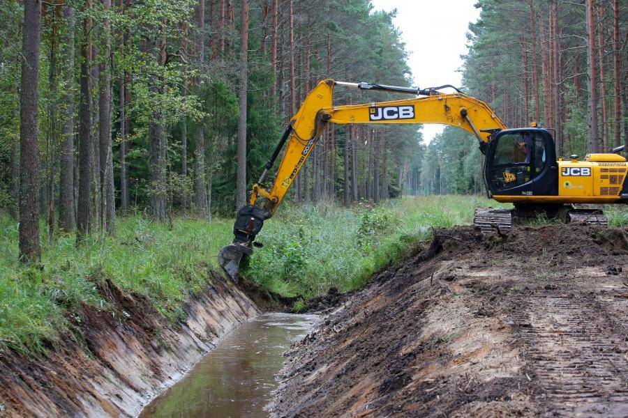 Реновация лесных мелиоративных систем – залог повышения качества древесины