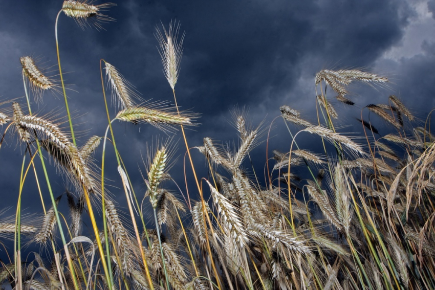 Транзит российских зерновых через Латвию в первом квартале вырос
