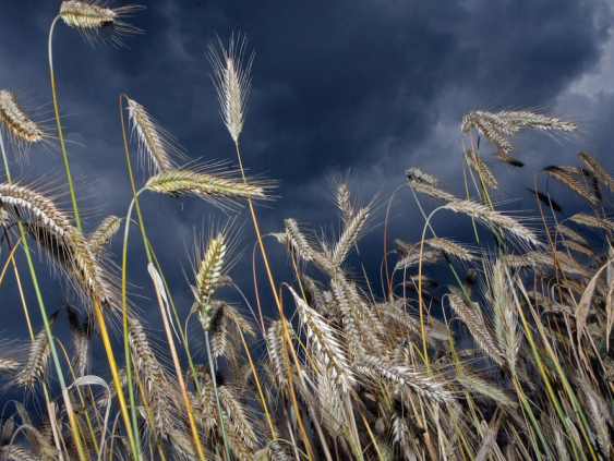 Транзит российских зерновых через Латвию в первом квартале вырос