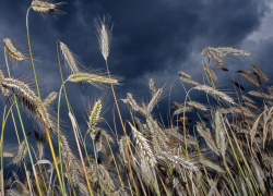 Транзит российских зерновых через Латвию в первом квартале вырос