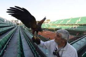 Одна из традиций &laquo;Ролан Гаррос&raquo; &mdash; использование орла во время матчей на главном корте турнира. В данном случае гонять голубей призван пернатый бельгийца Людвига Верхатса.