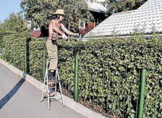 Зеленый забор на вырост