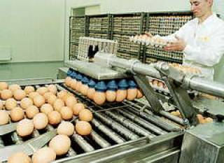 Balticovo начнет производить куриный корм