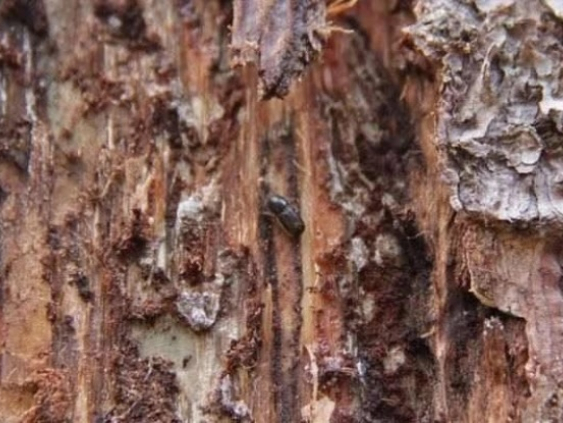 Борьба с короедом: вырублены тысячи гектаров леса