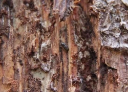 Борьба с короедом: вырублены тысячи гектаров леса