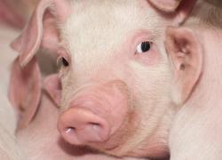 Обнаружена первая в этом году вспышка АЧС среди домашних свиней в Латвии
