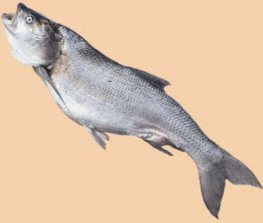 Почем килька для народа?