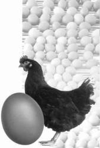 Симптомы яичной войны