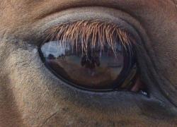 Молочные реки утекают через границы, как и свекольные горы