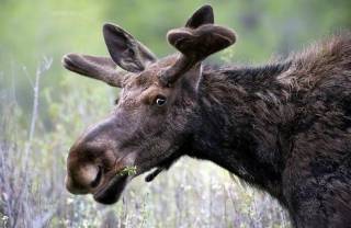 Одних лосей на 90 млрд. В России подсчитали стоимость всех зверей и лесов