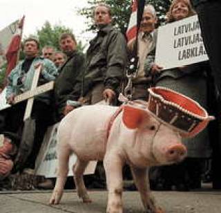 Введение Россией высоких таможенных пошлин больно ударило по латвийской скотинке.