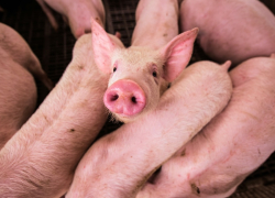 Для восстановления фермы Vaiņodes bekons после АЧС закупят 1650 свиноматок