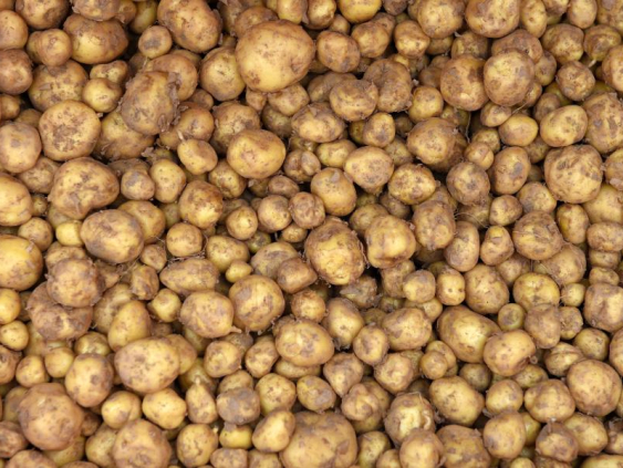 Семенной картофель доступен, но ажиотаж на его покупку ещё не начался