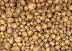 Семенной картофель доступен, но ажиотаж на его покупку ещё не начался