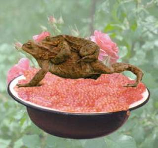 Жаба оказалась &quot;уткой&quot;