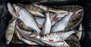 Рыбная продукция в Латвии будет только дорожать - производители