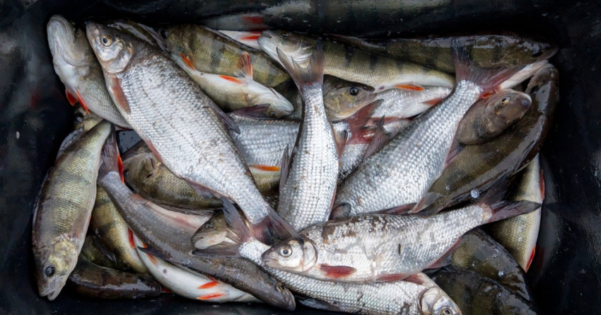 Рыбная продукция в Латвии будет только дорожать - производители