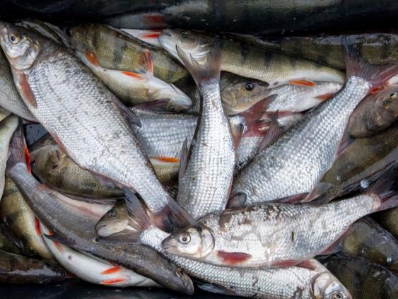 Рыбная продукция в Латвии будет только дорожать - производители