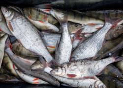 Рыбная продукция в Латвии будет только дорожать - производители