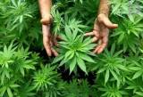 В Даугавпилсском крае обнаружена ферма по выращиванию марихуаны