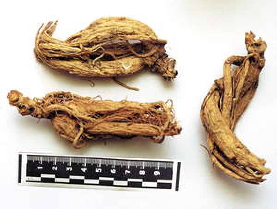 Женьшень на грядке