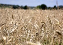 Домбровскис озвучил план Европы по борьбе с продуктами из РФ и Беларуси