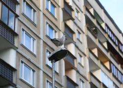 Рижская дума расторгнет договоры аренды для 3000 муниципальных квартир