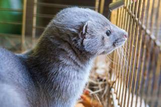 Министерство земледелия предложит ликвидировать норок на зверофермах &quot;Baltic Devon Mink&quot;