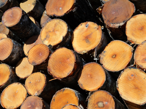 Экспорт продукции лесной отрасли в январе уменьшился