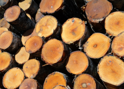 Экспорт продукции лесной отрасли в январе уменьшился