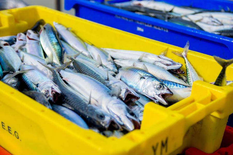 Из-за опасений по поводу сокращения популяции рыб Еврокомиссия введет ограничения на рыболовство в Балтийском море
