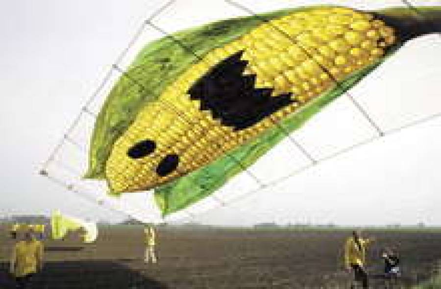 Кукурузная биомасса могла бы отапливать пол-Резекне, если бы этому не помешали чиновники из Минэкономики.