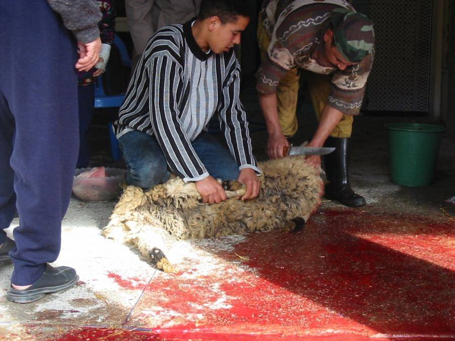 При халяльном забое скота необходимо, чтобы из животного вытекло как можно больше крови.