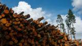 Экспорт лесной продукции за четыре месяца 2020 года сократился на 10,7%