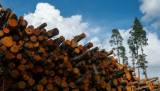 Экспорт продукции лесной отрасли в первом полугодии увеличился на 32,3%