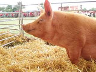 Началась &amp;quot;мясная&amp;quot; война между Россией и США